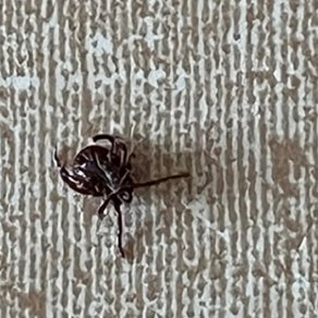 The ticks are back!